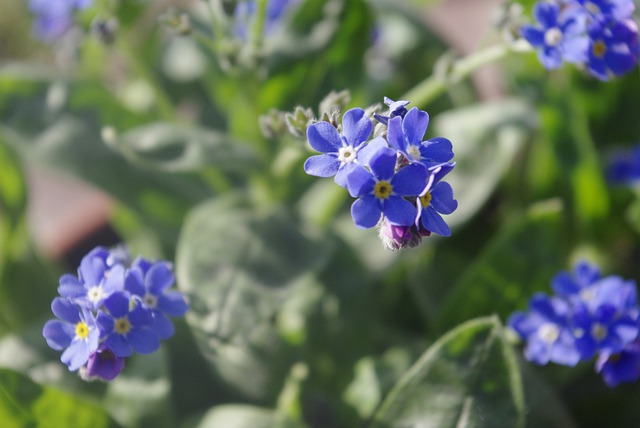 Free download forget me nots blue flowers spring free picture to be edited with GIMP free online image editor