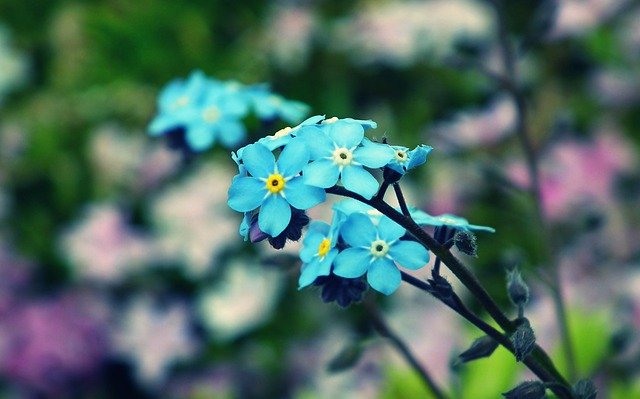 Free download forget me nots flowers blue flowers free picture to be edited with GIMP free online image editor