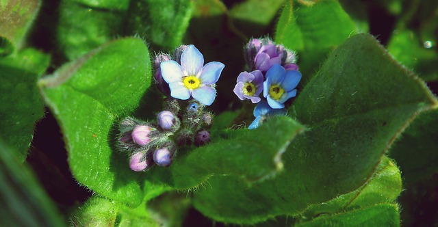 Free graphic forget me nots flowers blue spring to be edited by GIMP free image editor by OffiDocs