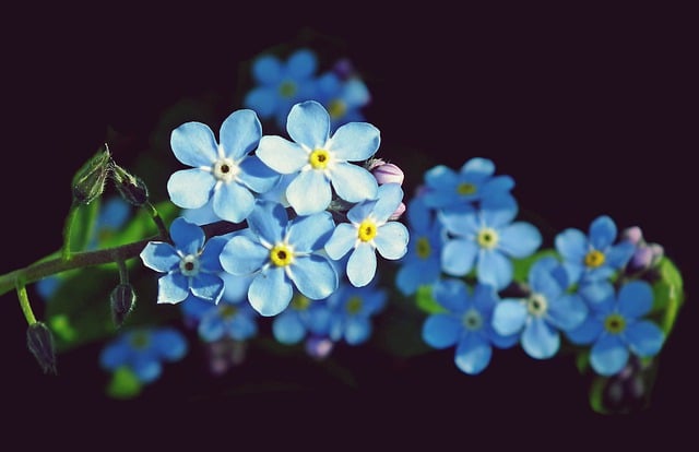 Free download forget me nots flowers blue summer free picture to be edited with GIMP free online image editor