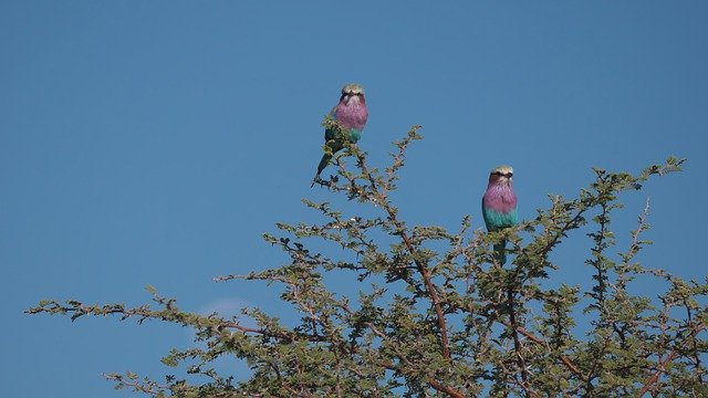 Descărcare gratuită Forked Roller Birds Africa - fotografie sau imagini gratuite pentru a fi editate cu editorul de imagini online GIMP