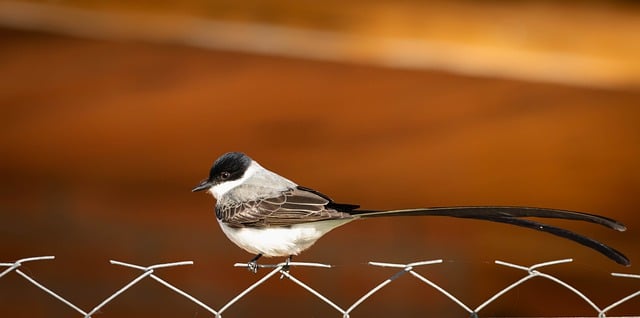 Free download fork tailed flycatcher free picture to be edited with GIMP free online image editor