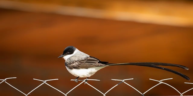 ດາວໂຫຼດຮູບ fork tailed flycatcher ຟຣີເພື່ອແກ້ໄຂດ້ວຍ GIMP ບັນນາທິການຮູບພາບອອນໄລນ໌ຟຣີ