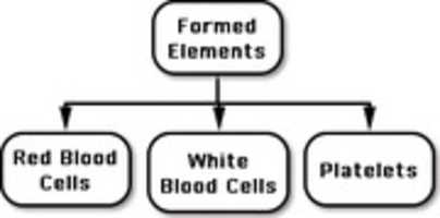 Free download Formed Elements free photo or picture to be edited with GIMP online image editor