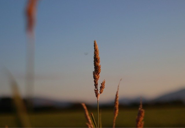 Free download Forrest Blue Sky Nature -  free photo or picture to be edited with GIMP online image editor