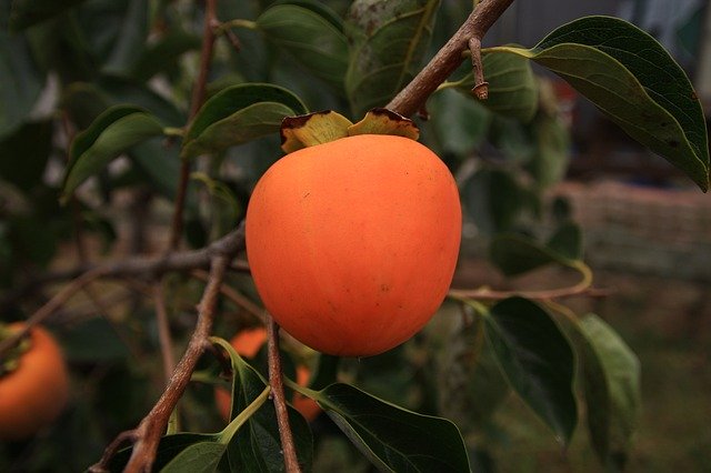 Free download For Salary Persimmon Nature -  free photo or picture to be edited with GIMP online image editor