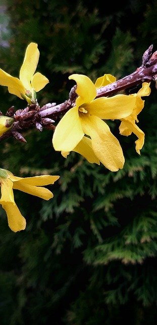 Free download Forsycje Spring Nature -  free photo or picture to be edited with GIMP online image editor