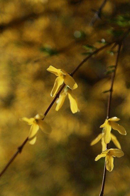 Free download Forsythia Flowers Spring -  free photo or picture to be edited with GIMP online image editor