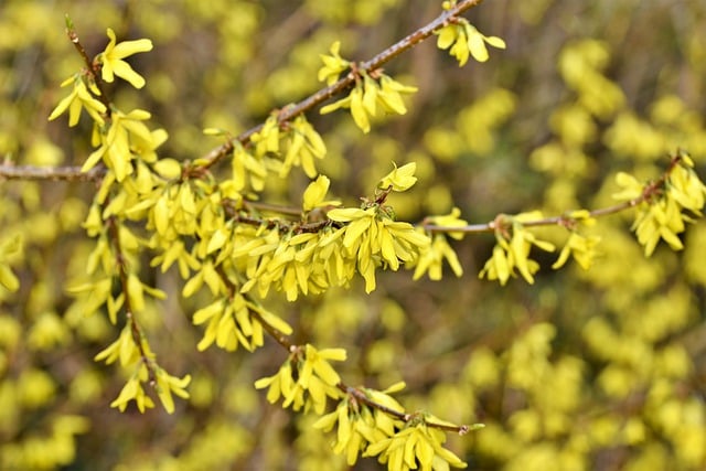 Free download forsythia forsythia bush shrub free picture to be edited with GIMP free online image editor
