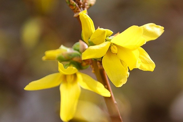 Free download forsythias flowers garden free picture to be edited with GIMP free online image editor