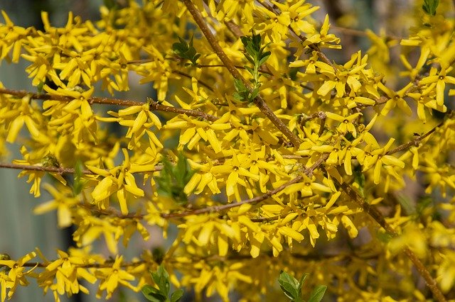 Free download Forsythia Shrub European -  free photo or picture to be edited with GIMP online image editor
