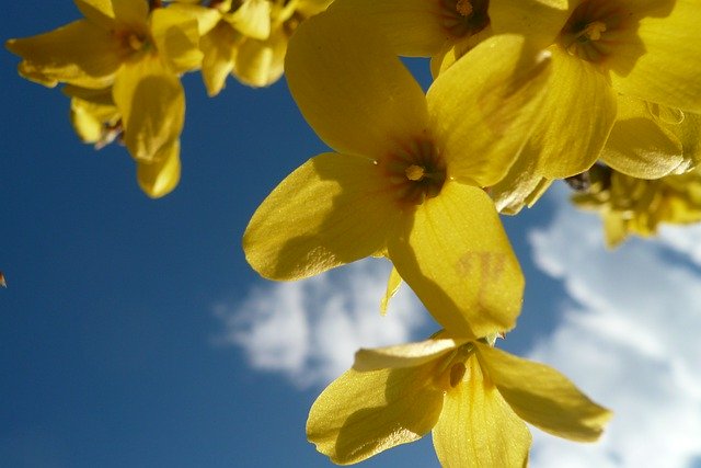 Free download Forsythia Sky Spring -  free photo or picture to be edited with GIMP online image editor