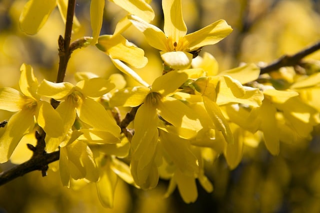 Free download forsythia yellow flowers flowers free picture to be edited with GIMP free online image editor