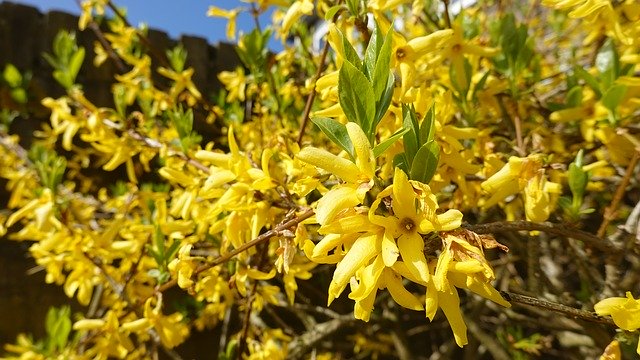 Kostenloser Download Forsythia Yellow Garden - kostenloses Foto oder Bild zur Bearbeitung mit GIMP Online-Bildbearbeitung