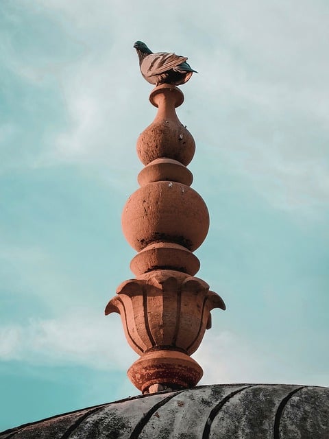 Free download fort bird top ashutosh kaushik free picture to be edited with GIMP free online image editor