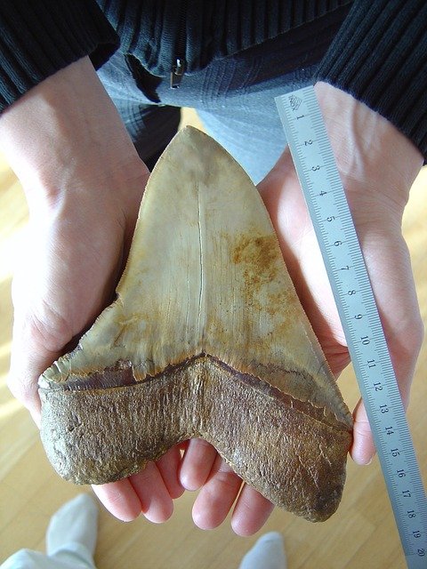 Free download fossilized tooth megalodon free picture to be edited with GIMP free online image editor