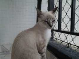 Free download Foto 7795 free photo or picture to be edited with GIMP online image editor