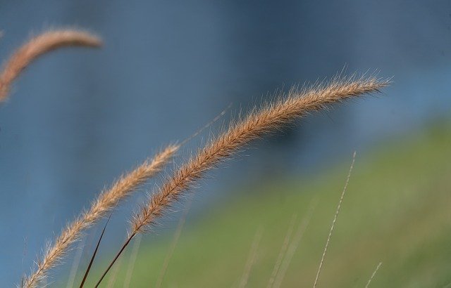 Free download Fountain Grass Nature Close Up -  free photo or picture to be edited with GIMP online image editor