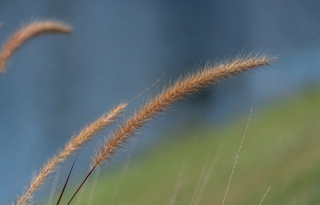 Download gratuito Fountain Grass Nature Close Up - foto o immagine gratis da modificare con l'editor di immagini online di GIMP