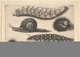 Free download Four Caterpillars and a Snail, Butterflies and Insects, Muscarum scarabeorum free photo or picture to be edited with GIMP online image editor