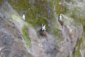 Free download Four Cormorants on a Rock free photo or picture to be edited with GIMP online image editor