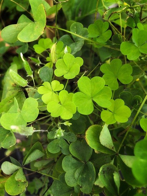 Muat turun percuma Four Leaf Clover Luck Green Lucky - foto atau gambar percuma untuk diedit dengan editor imej dalam talian GIMP