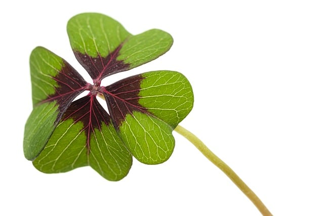 Free download four leaf clover luck lucky clover free picture to be edited with GIMP free online image editor