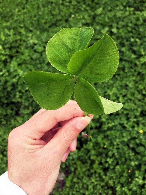 Free download Four-Leaf Clover Lucky Green -  free photo or picture to be edited with GIMP online image editor