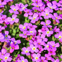 Four petaled purple flowers  screen for extension Chrome web store in OffiDocs Chromium