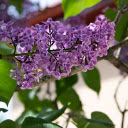 Four petal purple flower branch  screen for extension Chrome web store in OffiDocs Chromium