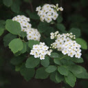 Four petal white flower  screen for extension Chrome web store in OffiDocs Chromium