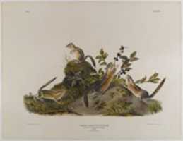 Free download Four-Striped Ground Squirrel free photo or picture to be edited with GIMP online image editor