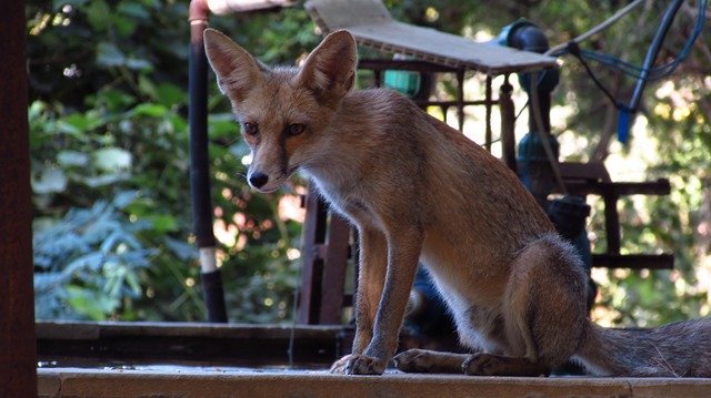 دانلود رایگان Fox Animal Nature - عکس یا تصویر رایگان قابل ویرایش با ویرایشگر تصویر آنلاین GIMP