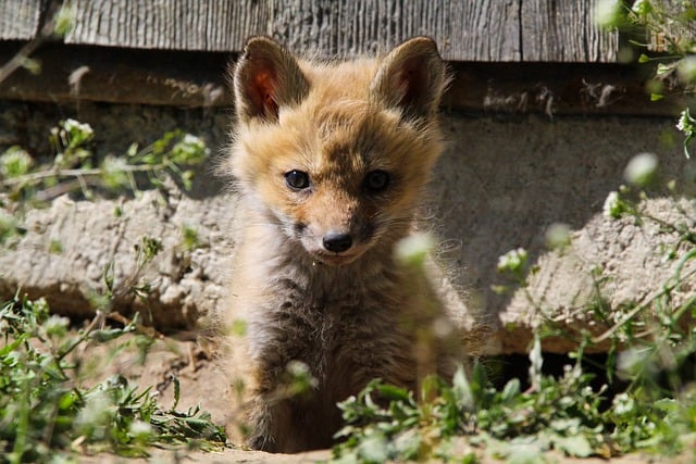 Free download fox animal nature wildlife fox cub free picture to be edited with GIMP free online image editor
