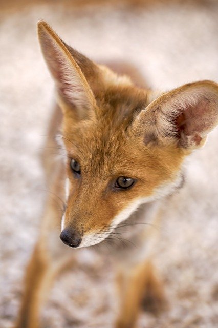 Free download Fox Animals Wildlife -  free photo or picture to be edited with GIMP online image editor