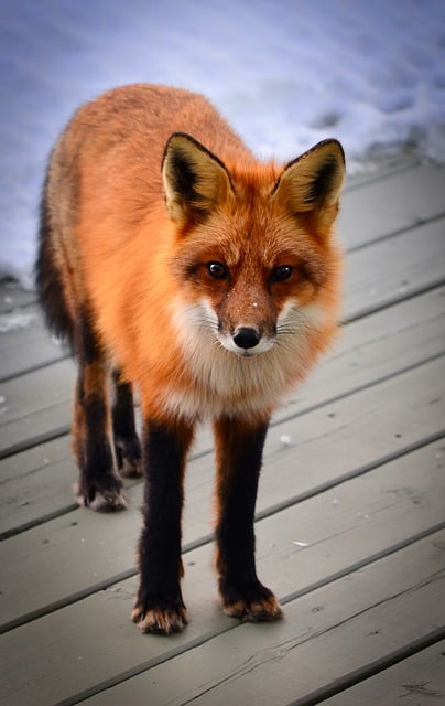 Free download fox coat fur animal savage fauna free picture to be edited with GIMP free online image editor