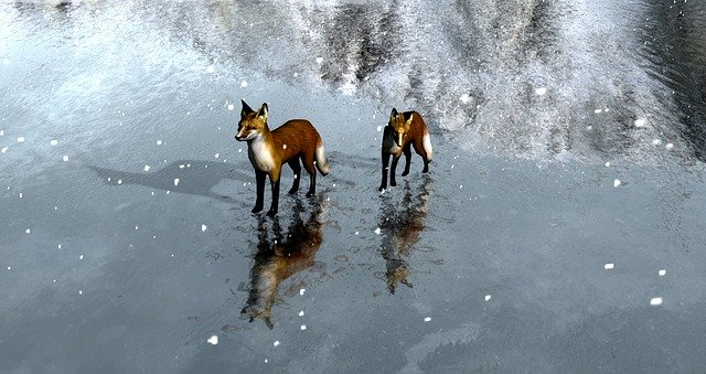 Free download Foxes Ice -  free illustration to be edited with GIMP free online image editor