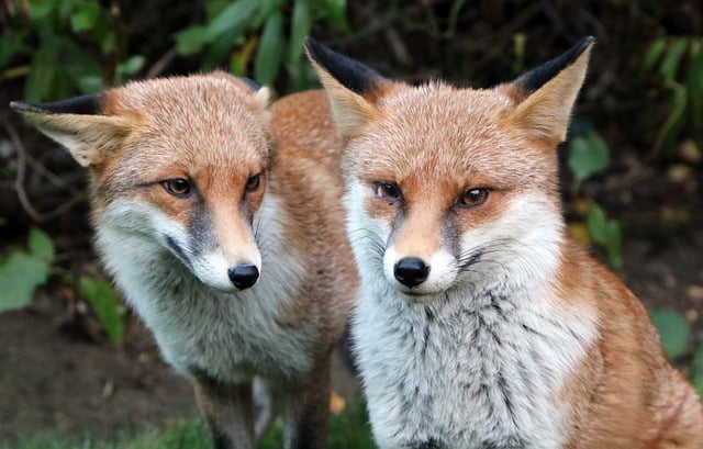 Бесплатно скачать лисы красные лисы лондонская дикая природа бесплатно изображение для редактирования с помощью бесплатного онлайн-редактора изображений GIMP