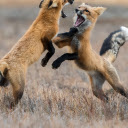 Foxes Sparring  screen for extension Chrome web store in OffiDocs Chromium