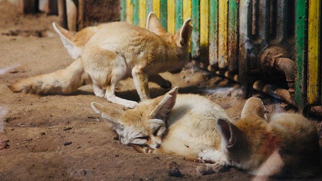 دانلود رایگان Fox Fennec Fennek - عکس یا تصویر رایگان قابل ویرایش با ویرایشگر تصویر آنلاین GIMP