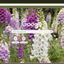 Foxglove  screen for extension Chrome web store in OffiDocs Chromium