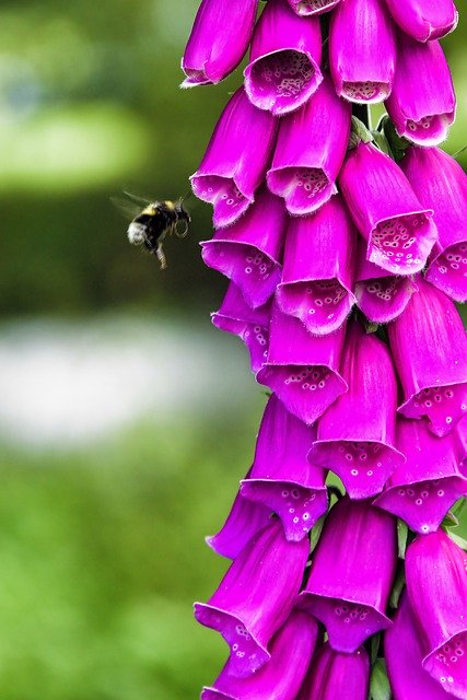 Free download Foxglove Bumble Bee Summer -  free photo or picture to be edited with GIMP online image editor