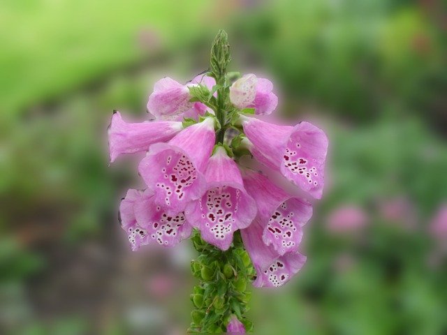 Free picture Foxglove Digitalis Pink -  to be edited by GIMP free image editor by OffiDocs