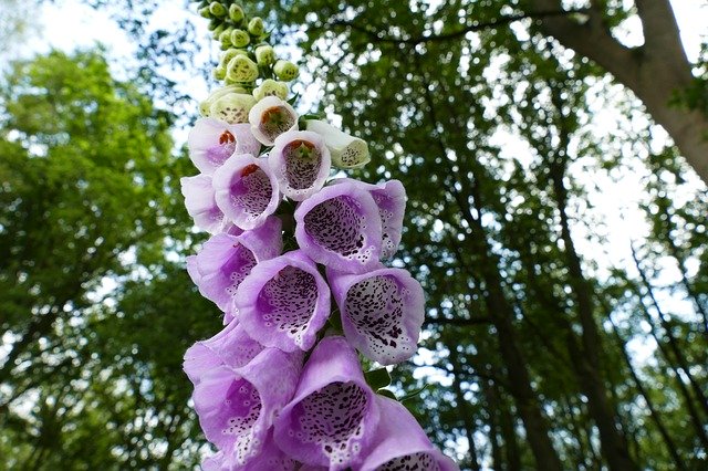 Téléchargement gratuit Foxglove Forest Pink - photo ou image gratuite à modifier avec l'éditeur d'images en ligne GIMP