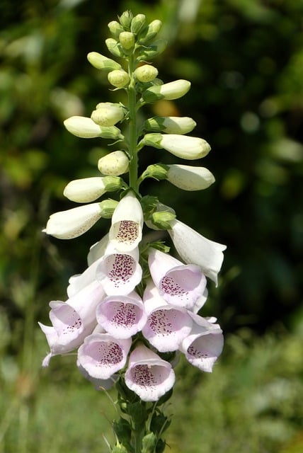 Free download foxglove nature flowers blossom free picture to be edited with GIMP free online image editor