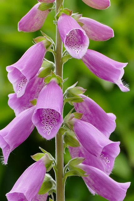 Free download foxglove purple chalice free picture to be edited with GIMP free online image editor