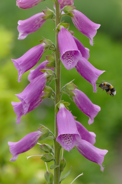 Free download foxglove purple chalice bumblebee free picture to be edited with GIMP free online image editor