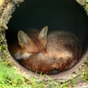 Fox in the sewer  screen for extension Chrome web store in OffiDocs Chromium