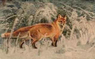 Free download Fox In The Snow (ca 1920) free photo or picture to be edited with GIMP online image editor