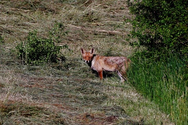 Free download Fox Predator Mammal -  free photo or picture to be edited with GIMP online image editor
